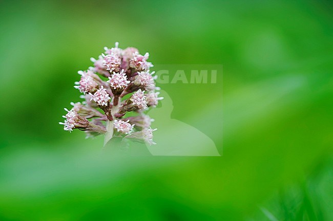 Common Butterbur flowers stock-image by Agami/Wil Leurs,