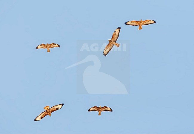 Steppebuizerd, Steppe Buzzard, Buteo buteo vulpinus stock-image by Agami/Marc Guyt,