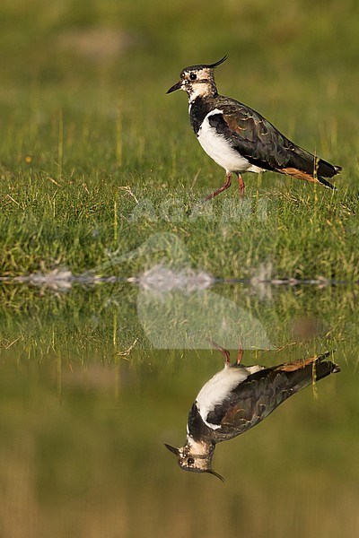 Northern Lapwing - Kiebitz - Vanellus vanellus, Germany, adult stock-image by Agami/Ralph Martin,