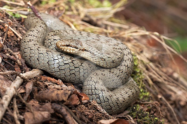 Gladde slang; Smooth Snake stock-image by Agami/Rob Olivier,