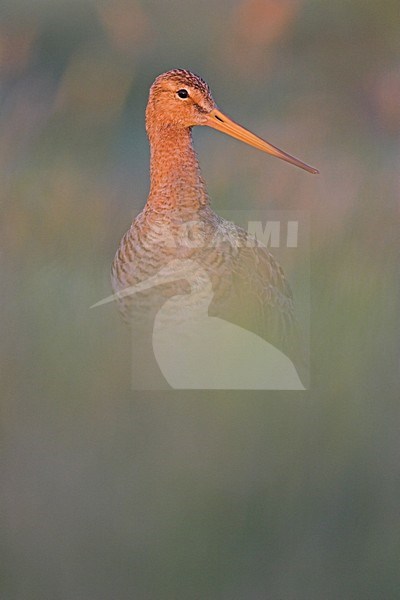 Grutto in weiland; Black-tailed Godwit in meadow stock-image by Agami/Menno van Duijn,