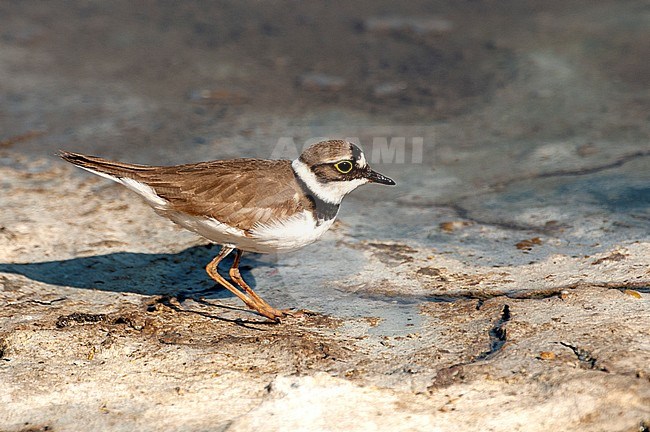 Little Ringed Plover (Charadrius dubius) adult perched stock-image by Agami/Roy de Haas,