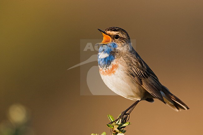 Blauwborst, White-spotted Bluethroat, Luscinia svecica stock-image by Agami/Menno van Duijn,