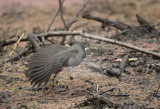 White-breasted Waterhen (Amaurornis phoenicurus) at Pench NP, India stock-image by Agami/Helge Sorensen,