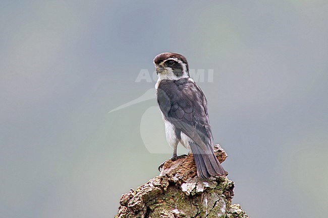 Pied falconet (Microhierax melanoleucos) male with prey perched on a trunck stock-image by Agami/Pete Morris,