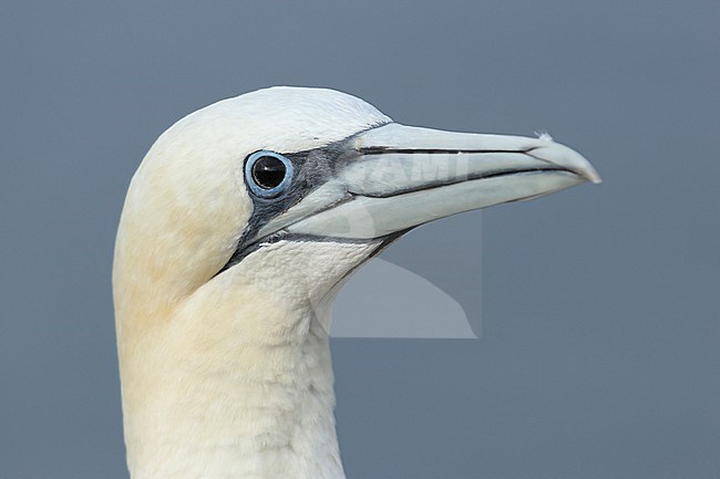 Portrait of an adult Northern Gannet (Morus bassanus) at Helgoland in Germany. Picture was made after the great Avian Influenza outbreak in 2022. The bird shows fully black eyes probably indicating an infection with Avian Influenza / H5N1. stock-image by Agami/Mathias Putze,