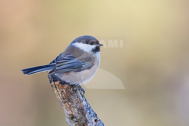 Siberian Tit - Lapplandmeise - Poecile cinctus lapponicus, Finland stock-image by Agami/Ralph Martin,