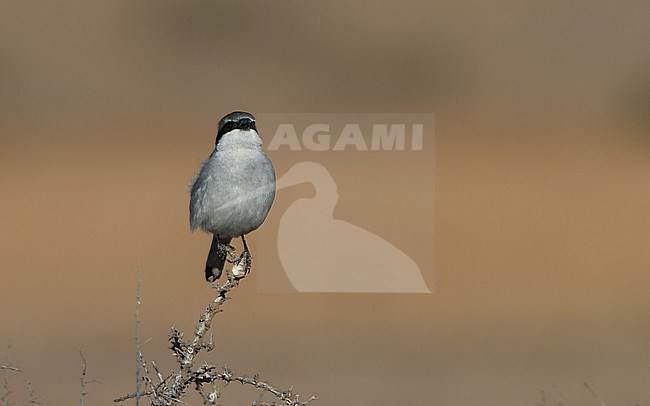 Great Grey Shrike (Lanius excubitor koenigi) perched adult at Fuerteventura, Canary Islands, Spain stock-image by Agami/Helge Sorensen,