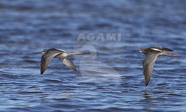 Spotted Redshank (Tringa erythropus) juvenile in flight at Falsterbo, Sweden. stock-image by Agami/Helge Sorensen,