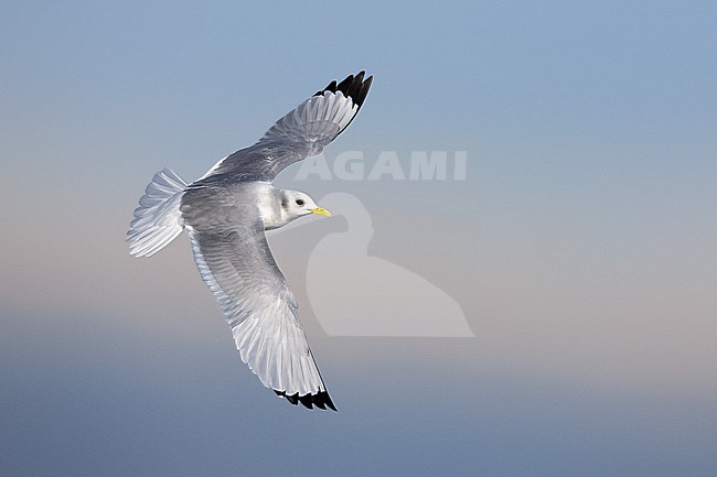 Adult Black-legged Kittiwake, Rissa tridactyla, wintering in Italy. stock-image by Agami/Daniele Occhiato,