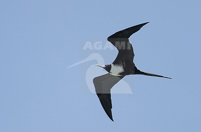 Magnificent Frigatebird (Fregata magnificens rothschildi), female in flight at Dry Tortugas, USA stock-image by Agami/Helge Sorensen,