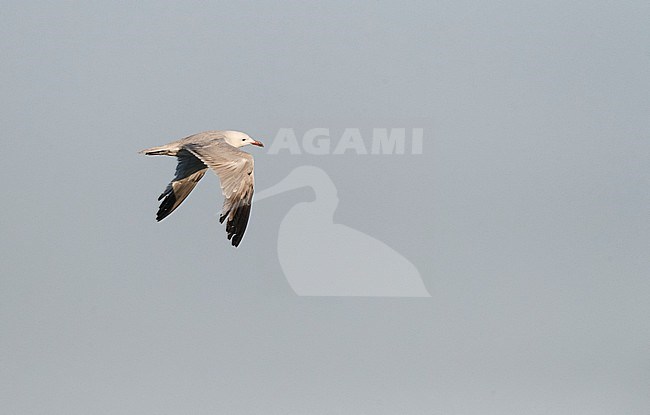 Second-summer Audouin's Gull (Ichthyaetus audouinii) patrolling over a beach in southern Spain. Side view, showing upperwing. stock-image by Agami/Marc Guyt,