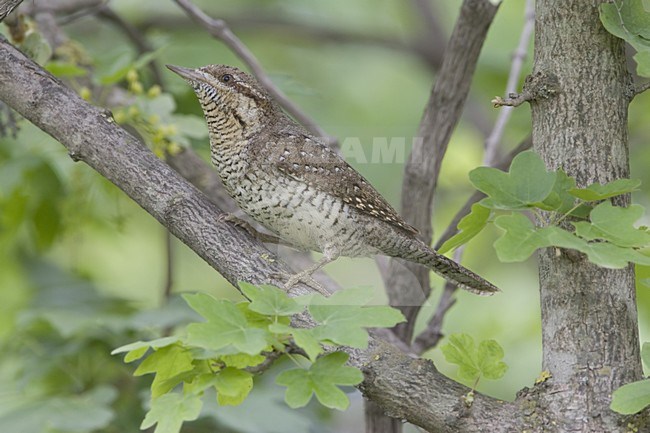 Eurasian Wryneck perched on branch; Draaihals zittend op tak stock-image by Agami/Daniele Occhiato,