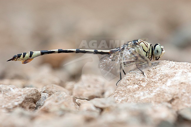 Mannetje Vaandeldrager, Male Lindenia tetraphylla stock-image by Agami/Wil Leurs,