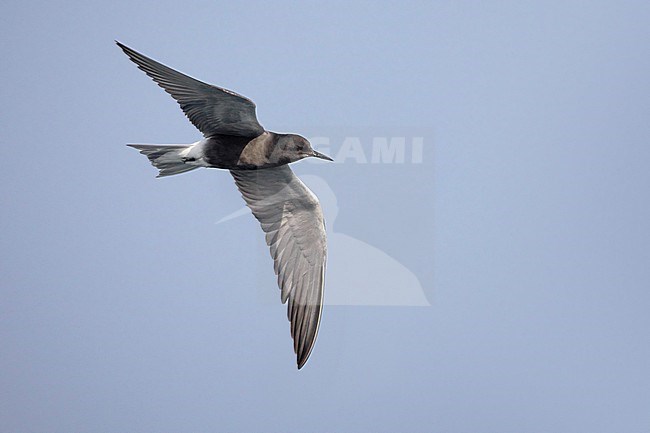 Adult Eurasian Black Tern (Chlidonias niger) in flight in Italy. stock-image by Agami/Daniele Occhiato,