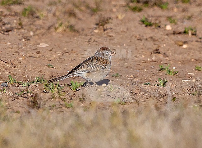 Worthen's Sparrow, Spizella wortheni wortheni, feeding on the ground - Endangered species stock-image by Agami/Andy & Gill Swash ,