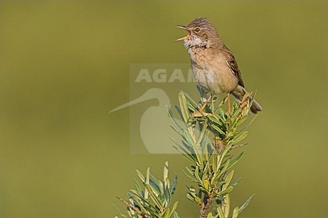 Zingende Grasmus; Singing Common Whitethroat stock-image by Agami/Menno van Duijn,