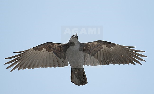 Raaf in vlucht, Common Raven in flight stock-image by Agami/Markus Varesvuo,