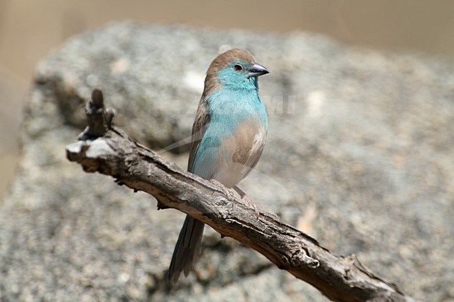 Angolees Blauwfazantje op een tak, Blue Waxbill on a branch stock-image by Agami/Karel Mauer,