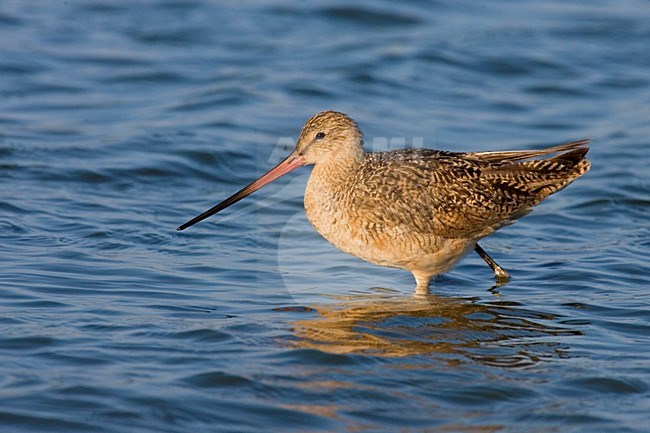 Wadende Marmergrutto; Wadeing Marbled Godwit stock-image by Agami/Martijn Verdoes,