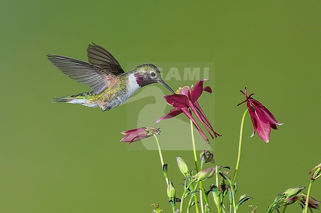 Adult male
Jefferson Co., CO
June 2023 stock-image by Agami/Brian E Small,