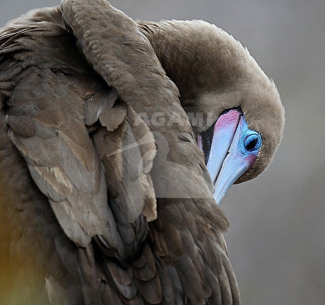 Closeup of a Red-footed Booby (Sula sula websteri) on the Galapagos islands, Ecuador. Preening feathers. stock-image by Agami/Dani Lopez-Velasco,