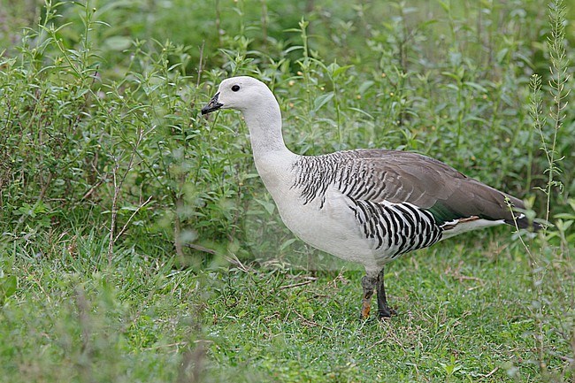 A male Upland Goose (Chloephaga picta) in  Argentina. stock-image by Agami/Tom Friedel,