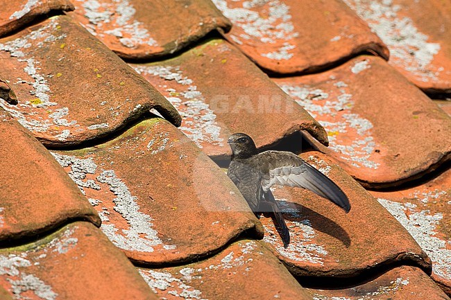 Gierzwaluw zittend op een dak van een huis; Common Swift perched on a rooftop stock-image by Agami/Marc Guyt,