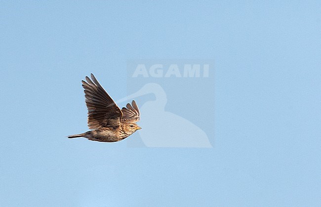 Lesser Short-toed Lark (Calandrella rufescens apetzii) in Spanish steppes stock-image by Agami/Marc Guyt,