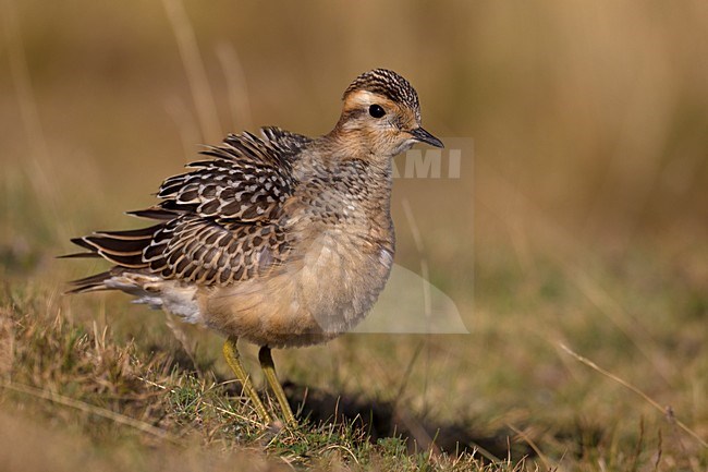 Juveniele Morinelplevier, Juvenile Eurasian Dotterel stock-image by Agami/Daniele Occhiato,