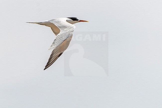 Elegant Tern (Thalasseus elegans) in Northern Peru. stock-image by Agami/Dani Lopez-Velasco,