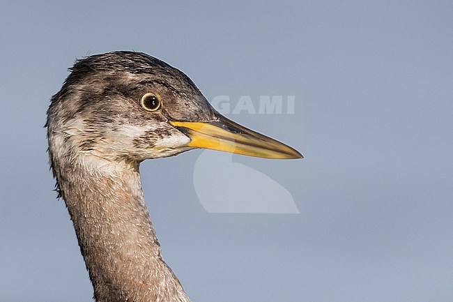 Red-necked Grebe - Rothalstaucher - Podiceps grisegena ssp. grisegena, Germany, 1st W stock-image by Agami/Ralph Martin,