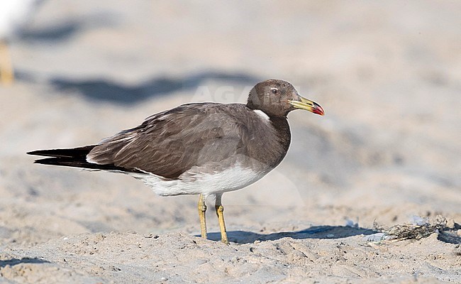 Sooty Gull (Ichthyaetus hemprichii), adult in winter plumage standing on a beach in Oman stock-image by Agami/Saverio Gatto,