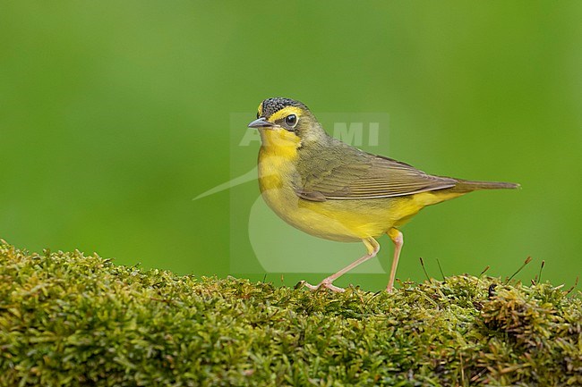 Adult female Kentucky Warbler (Geothlypis formosa) during spring migration at Galveston County, Texas, USA. stock-image by Agami/Brian E Small,