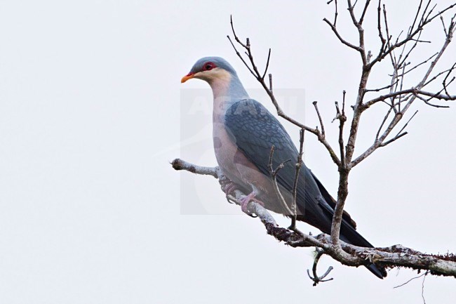 Cerambergduif, Seram Mountain-Pigeon stock-image by Agami/Dubi Shapiro,