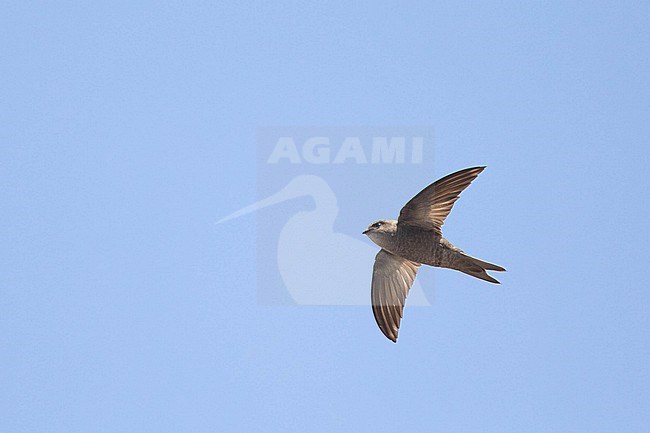 Cape Verde Swift (Apus alexandri), flying, with a blue background, in Santiago, Cape Verde. stock-image by Agami/Sylvain Reyt,