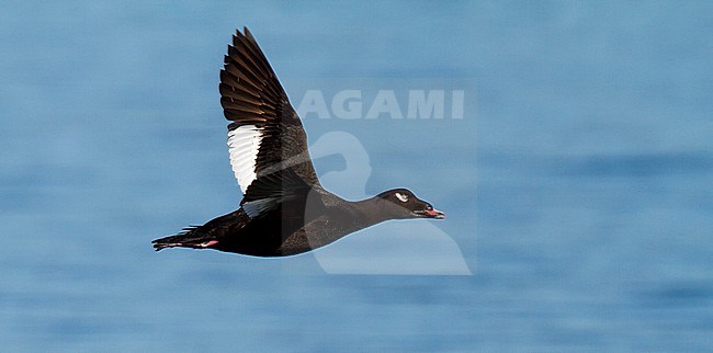 Adult male American White-winged Scoter flying over Auke Bay Alaska stock-image by Agami/Edwin Winkel,