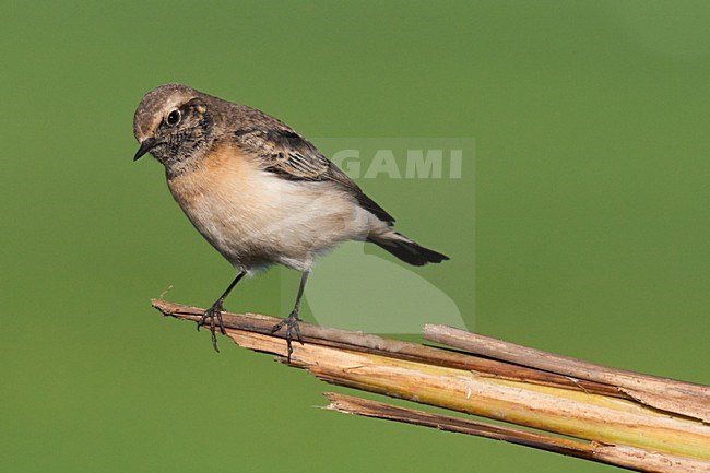 Bonte Tapuit, Pied Wheatear, Oenanthe pleschanka stock-image by Agami/Arnold Meijer,