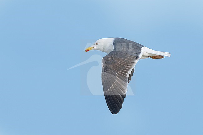 Adult breeding 
Galveston Co., TX
April 2023 stock-image by Agami/Brian E Small,