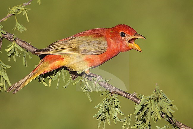 1st spring male
Galveston Co., TX
April 2012 stock-image by Agami/Brian E Small,