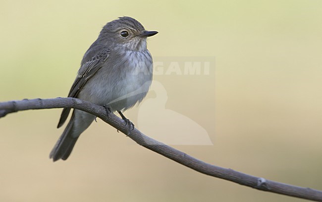 Spotted Flycatcher perched; Grauwe Vliegenvanger zittend stock-image by Agami/Daniele Occhiato,