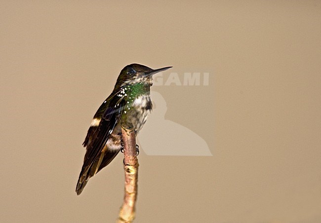 Gepluimde Koketkolibrie zittend, Festive Coquette perched stock-image by Agami/Roy de Haas,