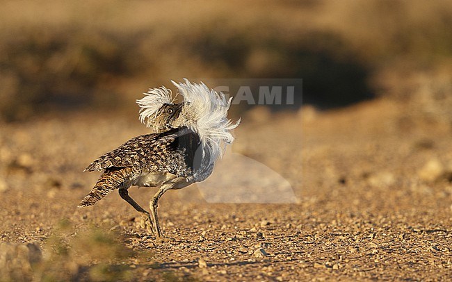 Houbara Bustard (Chlamydotis undulata fuertaventurae) male performing dancing display at Tindaya Plains, Fuerteventura, Canary Islands stock-image by Agami/Helge Sorensen,