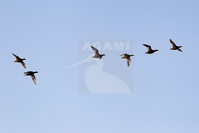 Asian White-winged Scoter (Melanitta stejnegeri) in flight in Mongolia. Also known as Stejneger's Scoter. stock-image by Agami/Mathias Putze,