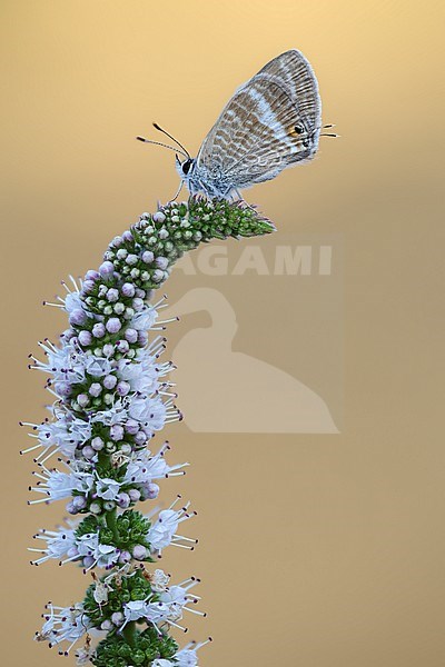 Long-tailed Blue feeding on Round Leaved Mint stock-image by Agami/Wil Leurs,