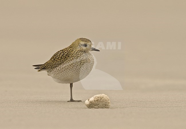 European Golden Plover on beach; Goudplevier op het strand stock-image by Agami/Marc Guyt,