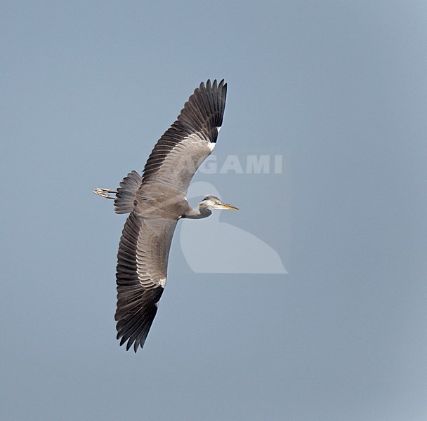 Blauwe Reiger. Grey Heron stock-image by Agami/Ran Schols,