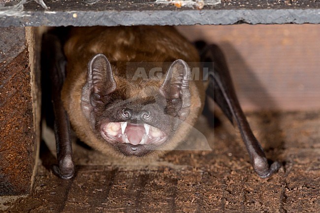 Rosse vleermuis in vleermuiskast stock-image by Agami/Theo Douma,