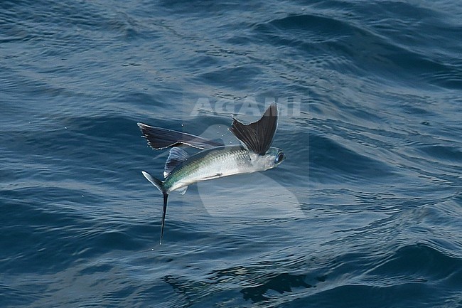 Flying fish species taking off from the ocean surface. stock-image by Agami/Laurens Steijn,