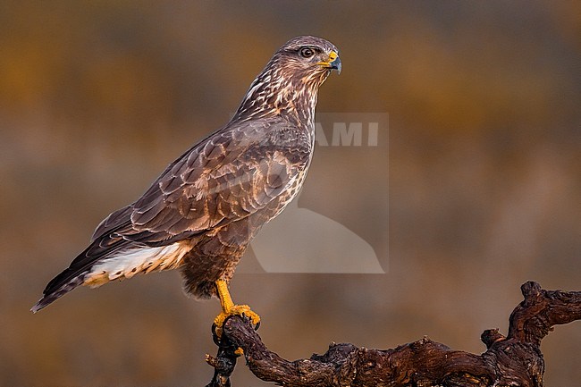 Wintering Common Buzzard (Buteo buteo) in Italy. Perched on a beautiful twisted old piece of wood. stock-image by Agami/Daniele Occhiato,